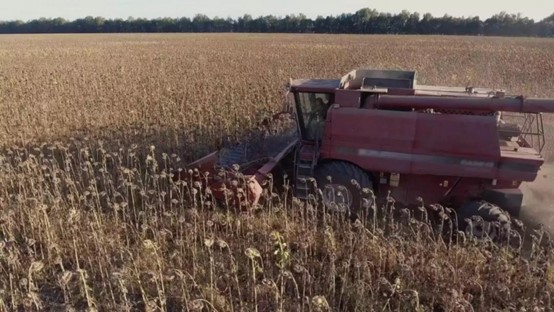【农业农机标准化31】——向日葵生产技术规程