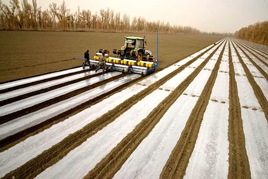 2017年棉花前期生产技术指导意见 