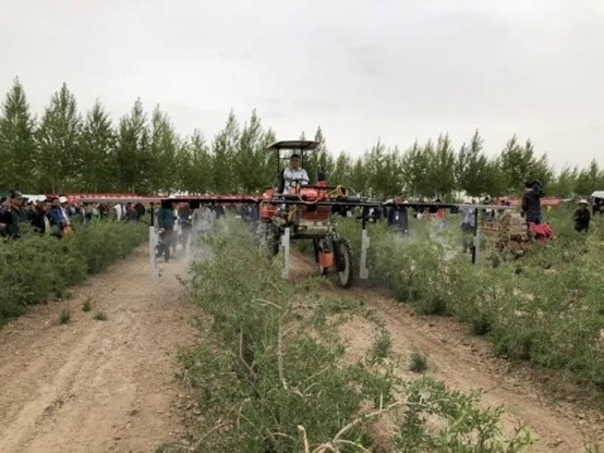 枸杞生产全程机械化技术现场实训活动举行