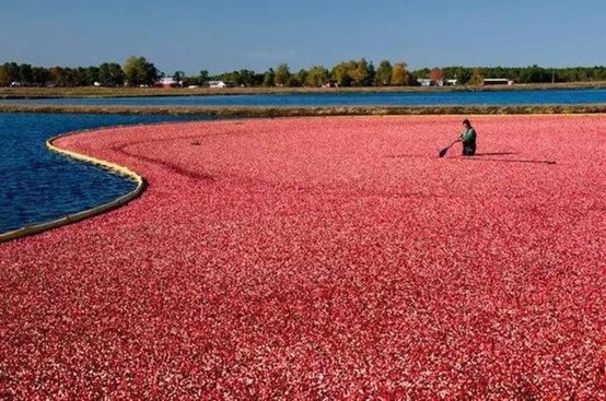 蔓越莓长在旱地，竟然是在水里收获的？