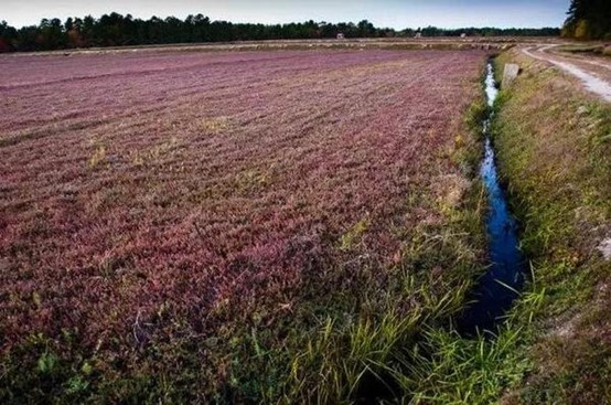 农作物的演变和栽培技术的提高 