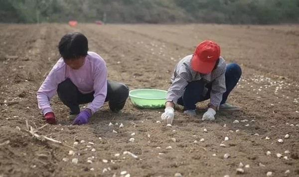 全国各地种植大蒜的时间