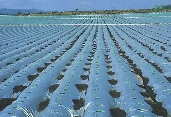 使用地膜新标准出台