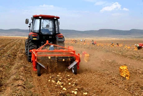 土豆收获机使用中的注意事项