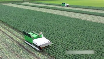 孢子甘蓝收获平台