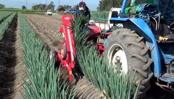 大葱起拔收获机