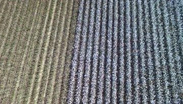 方包棉花收获机