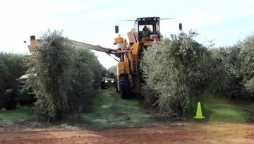 橄榄收获机