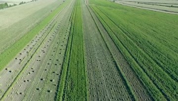 高秆作物割捆机