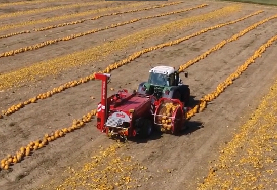 牵引式南瓜收获机