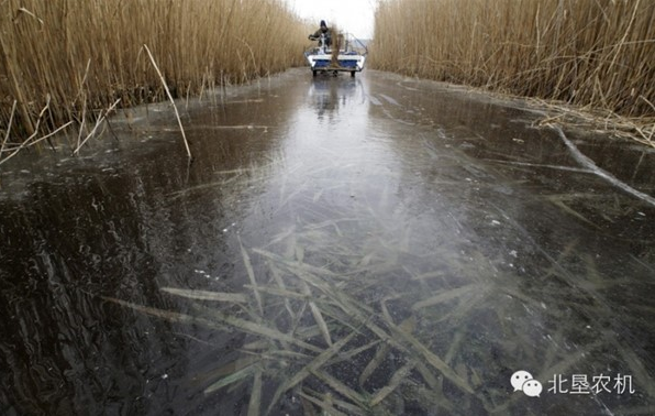 国外芦苇机械化收割见闻