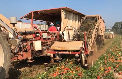 牵引式西红柿收获机