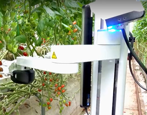 圣女果采摘机器人