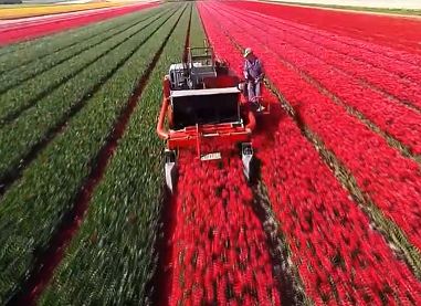 郁金香花朵收获机
