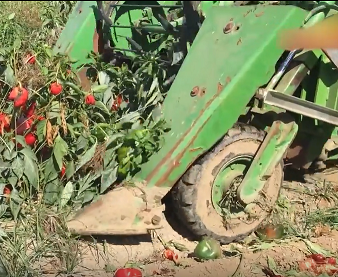 自走式辣椒收获机
