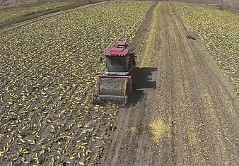 自走式南瓜种子收获机.mp4