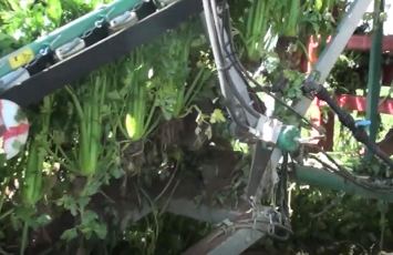 自走式芹菜收获平台