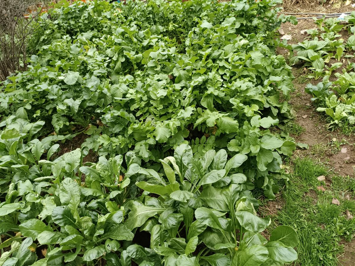 老苏服务日记2022年12月7日