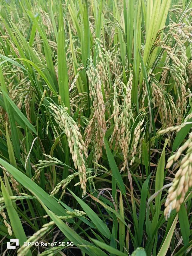 老苏服务日记2023年10月3日