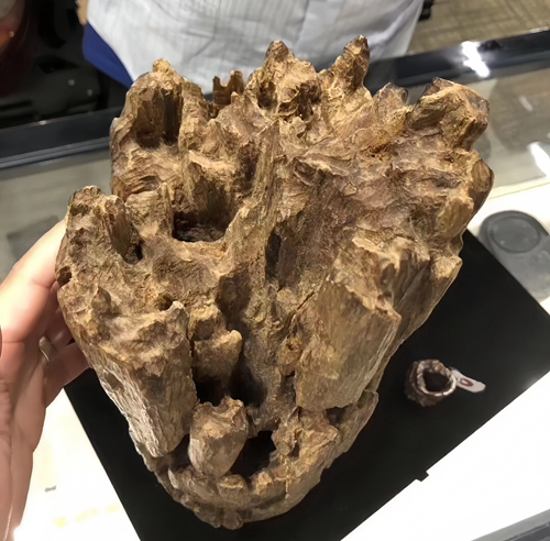 九分沉芽庄奇楠以2.12亿日元成交! 九分沉芽庄奇楠以2.12亿日元成交!