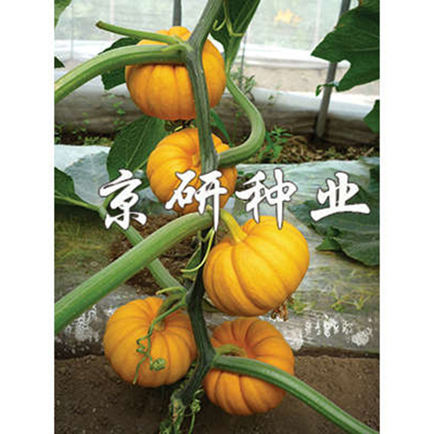 迷你金冠南瓜种子金黄色贝贝南瓜种子迷你小贝贝南瓜种子50粒 南瓜种子 瓜类种子 在线商城 多又奇种子网 迷你金冠南瓜种子金黄色贝贝南瓜种子迷你小贝贝南瓜种子50粒 南瓜种子 瓜类种子 在线商城 多又奇种子网