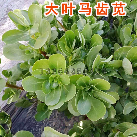 大叶马齿苋种子绿色蔬菜种子多肉植物特色蔬菜种子中草药种子 苋菜种子 叶菜类种子 在线商城 多又奇种子网