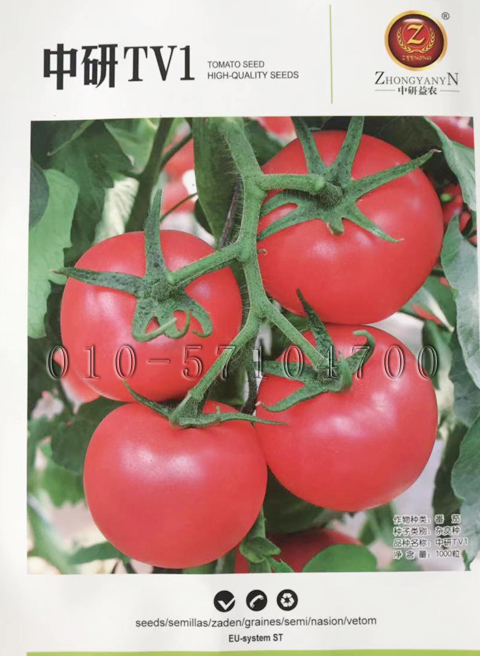中研TV1番茄种子|西红柿种子 抗TY、斑萎病毒、线虫，耐死棵番茄