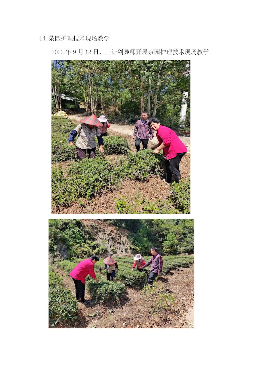 茶园护理技术现场教学