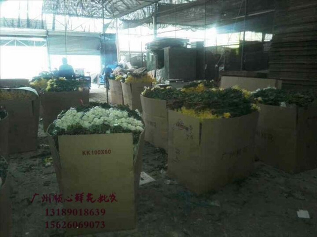广州最大的菊花批发市场