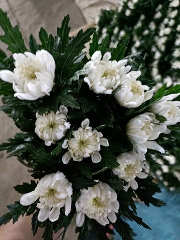 新鲜的白菊花