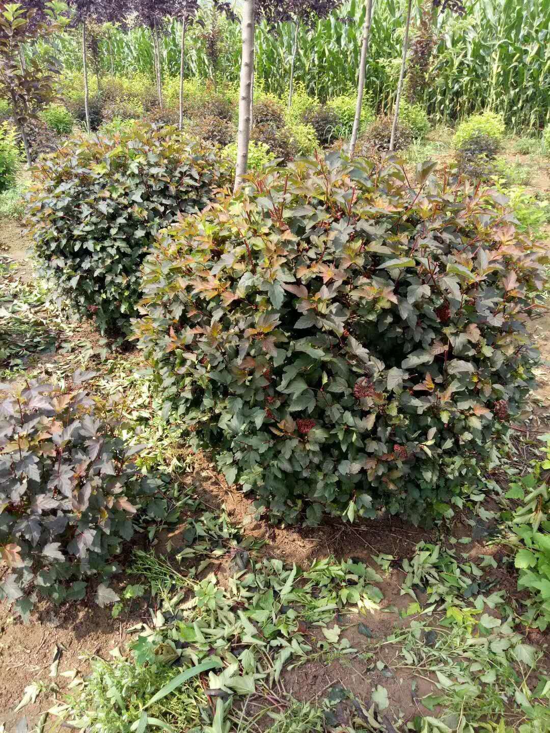 紫叶风箱果球