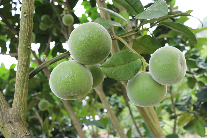 林思诚《关于支持加快化橘红药食同源申报工作的建议》