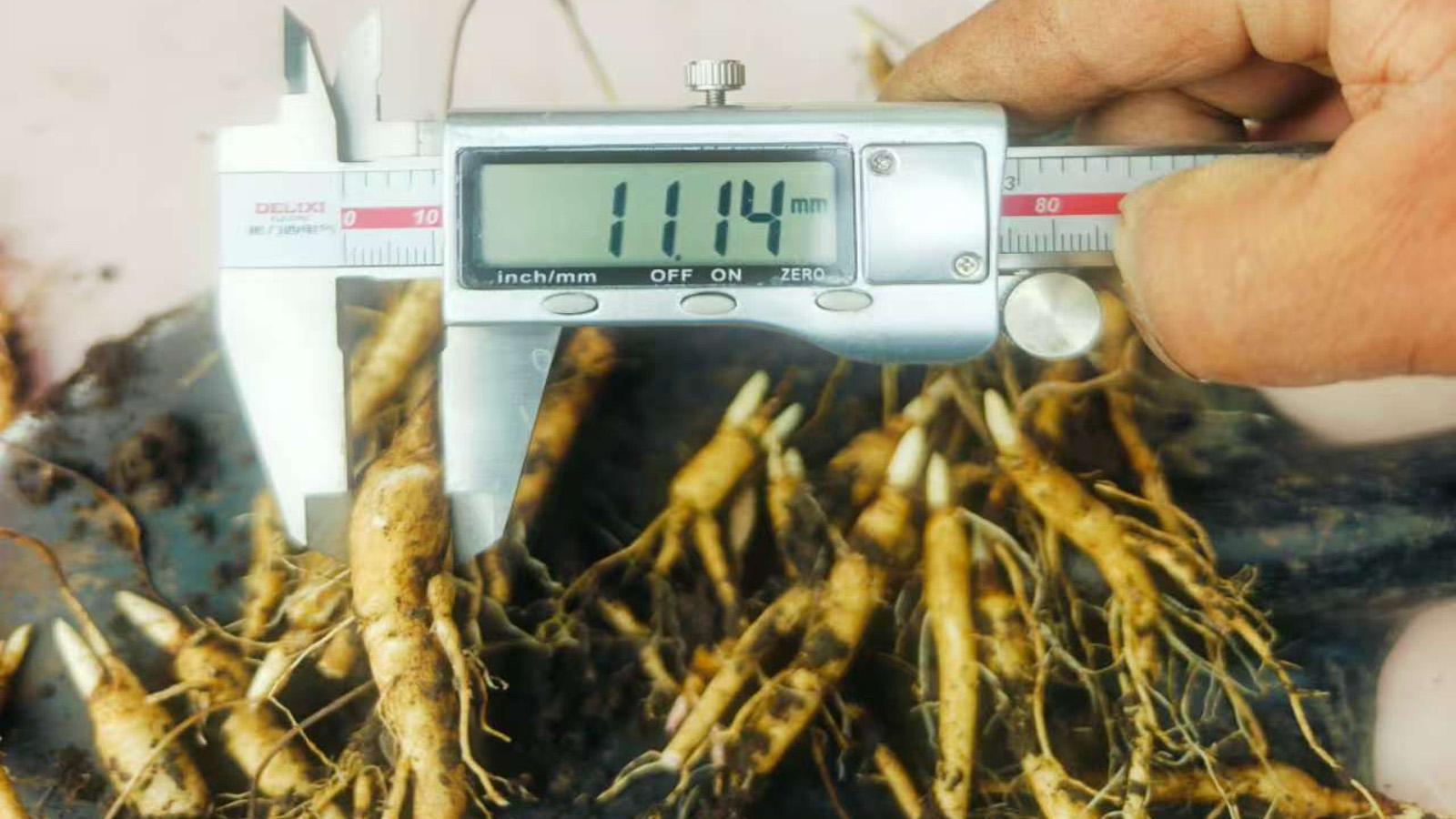 一年生赤芍苗2020