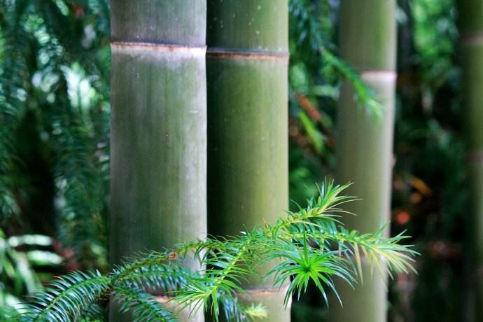 房建竹胶板和桥梁竹胶板有什么区别？