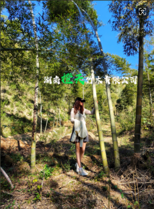 竹胶板采购指南：锁定专业生产厂家