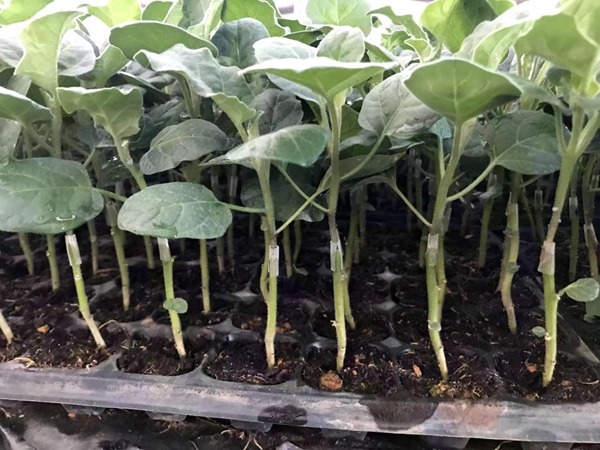 购买茄子苗选择什么样的比较好？