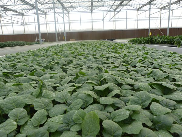 如何选择最适合你的蔬菜种苗品种？惠州鑫旺园艺为你解答！