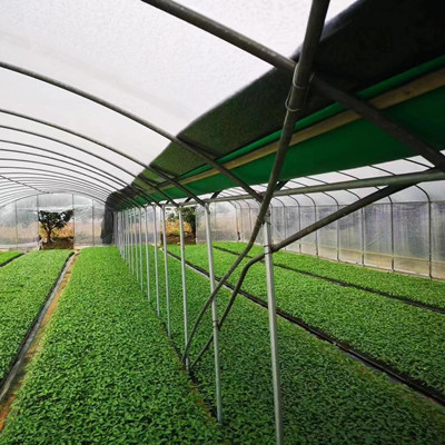 一个专业的种苗基地能为你带来什么? 