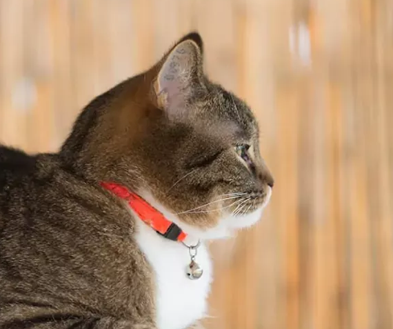 铃铛项圈对猫的听力真的有害吗？