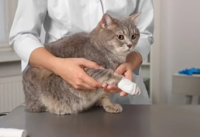 如果取暖时猫咪不小心烫伤爪子，怎么办？