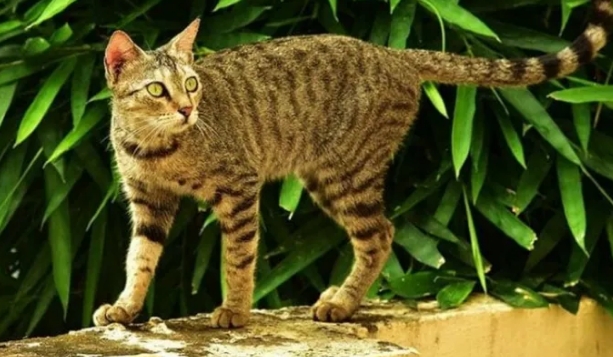 流浪猫真的适合家养吗？