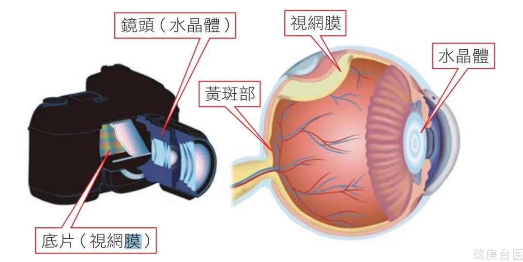 【台湾长庚医院】叶黄素有吃有保佑！？