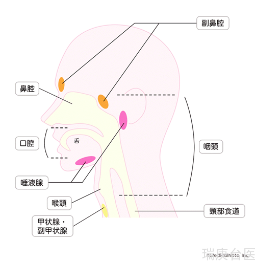 BNCT案例 | 头颈癌治疗流程