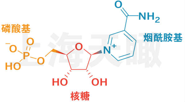 β烟酰胺单核苷酸nmn