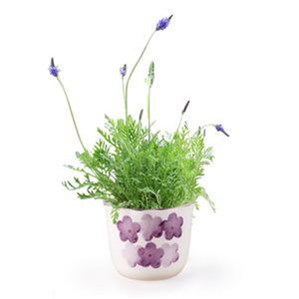 Cloud Zoom small image