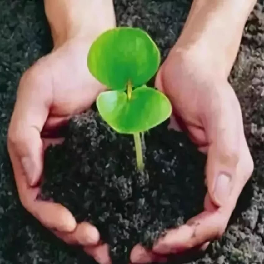 How to maintain and upkeep the screening machine?