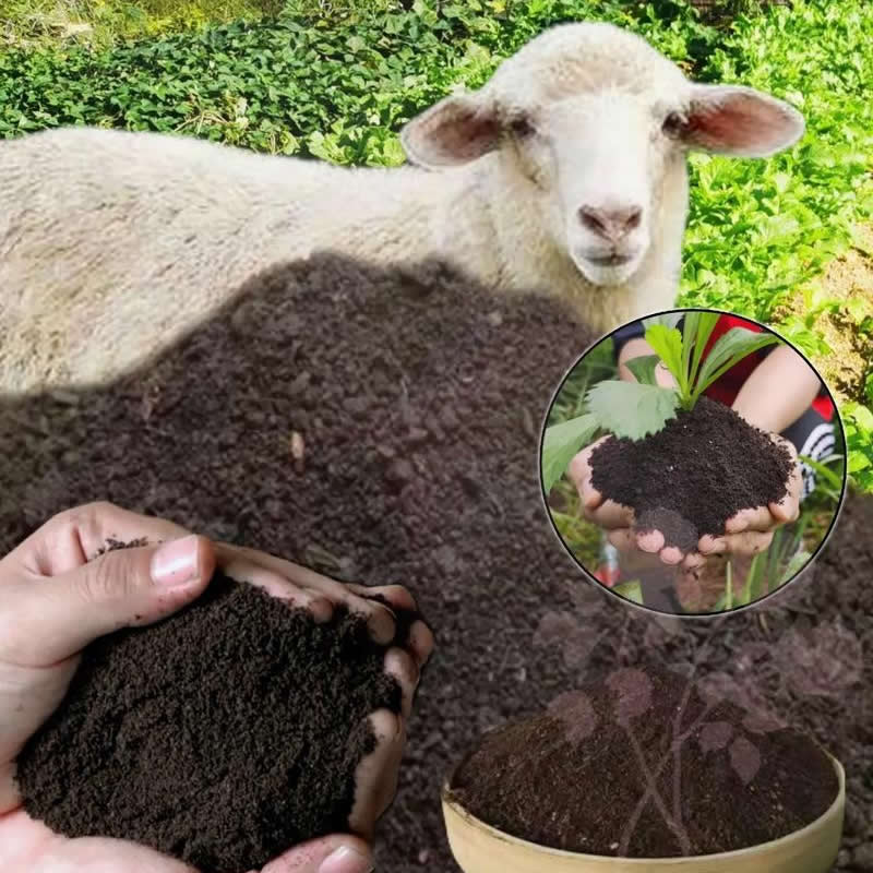 What factors affect the spatial layout of organic fertilizer equipment?