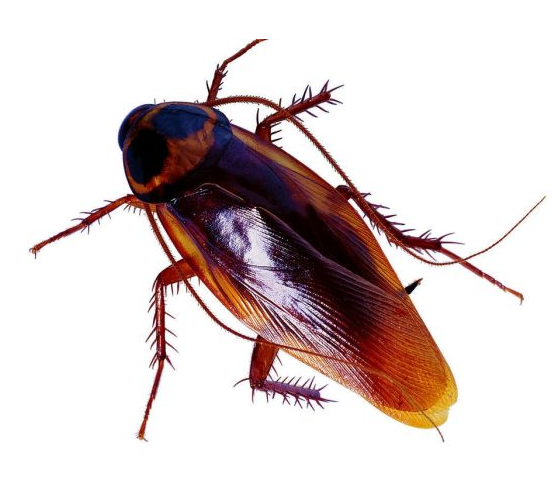 鄭州消殺滅蟑螂公司