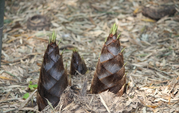 野质竹笋